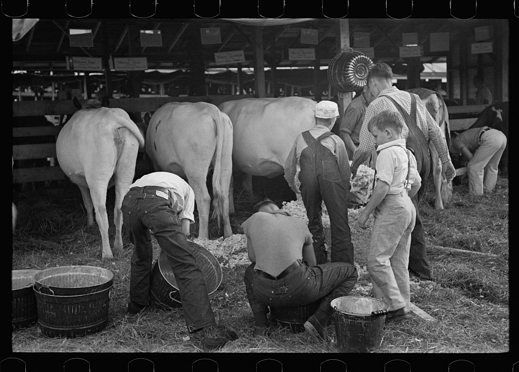 4-H club members tending their cows at the State Fair in Rutland, Vermont.