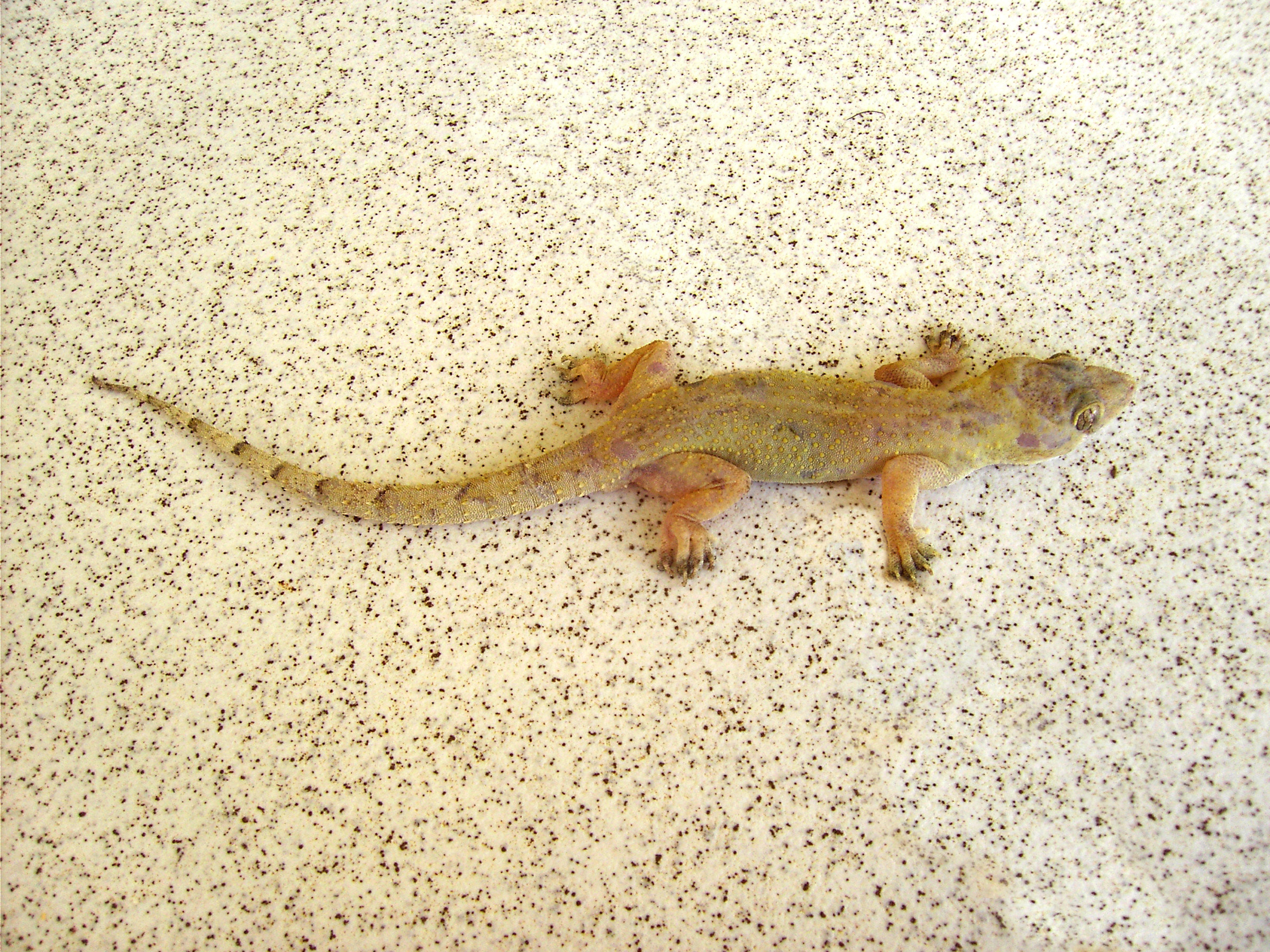 A tropical house gecko (Hemidactylus mabouia) on a leaf in Dominica.