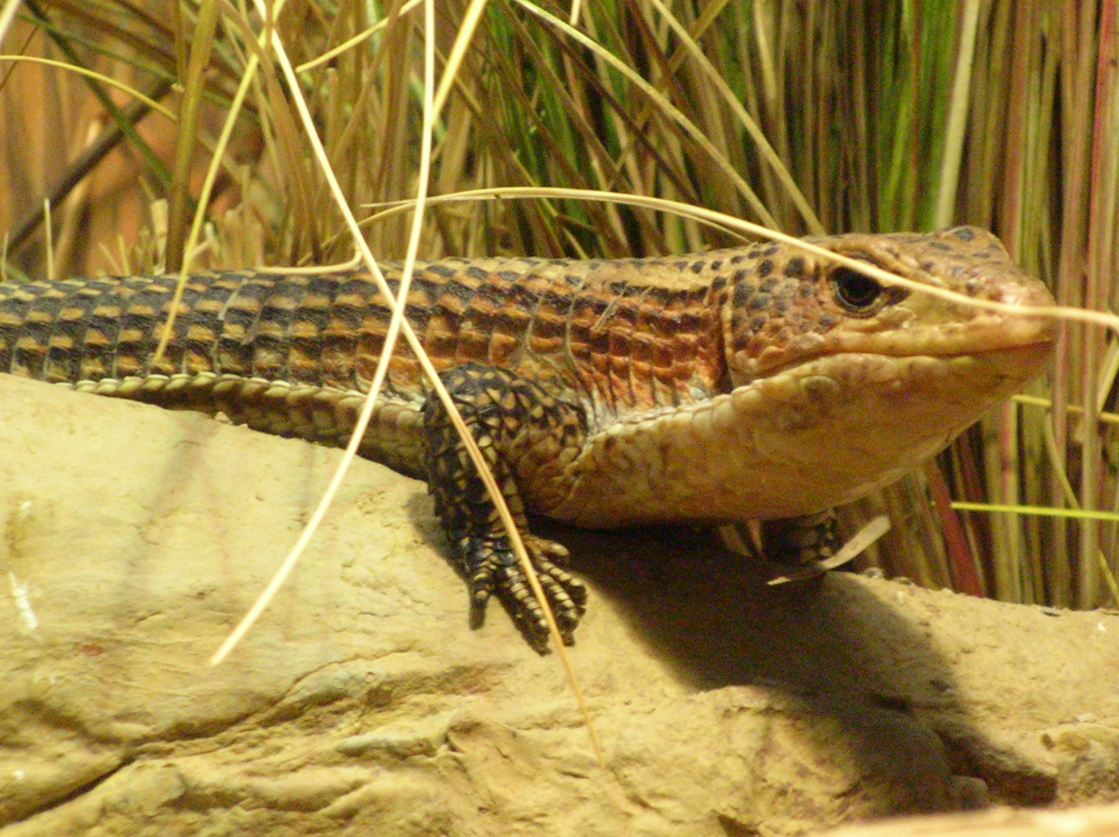 A great plated lizard (Gerrhosaurus major).