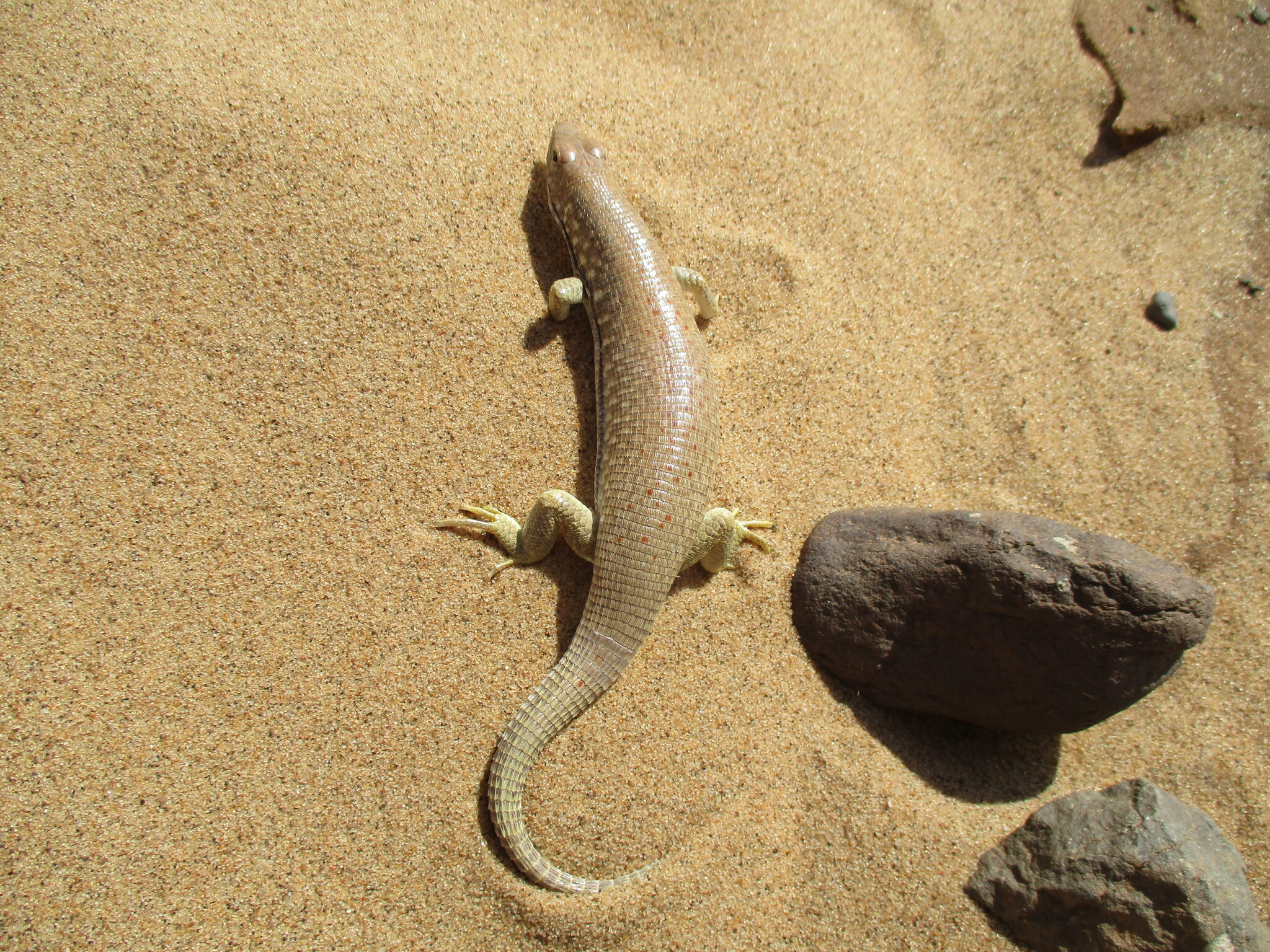 A Namib desert plated lizard (Gerrhosaurus skoogi) on red desert sand in Namibia.